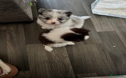 Mixed Breed dogs for sale: Pomeranian x - Image 1