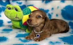 Miniature Dachshund dogs for sale: Beautiful mini long haired pups available  - Image 2