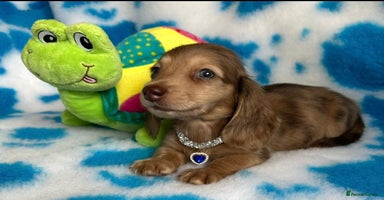 Miniature Dachshund dogs - Advert 15