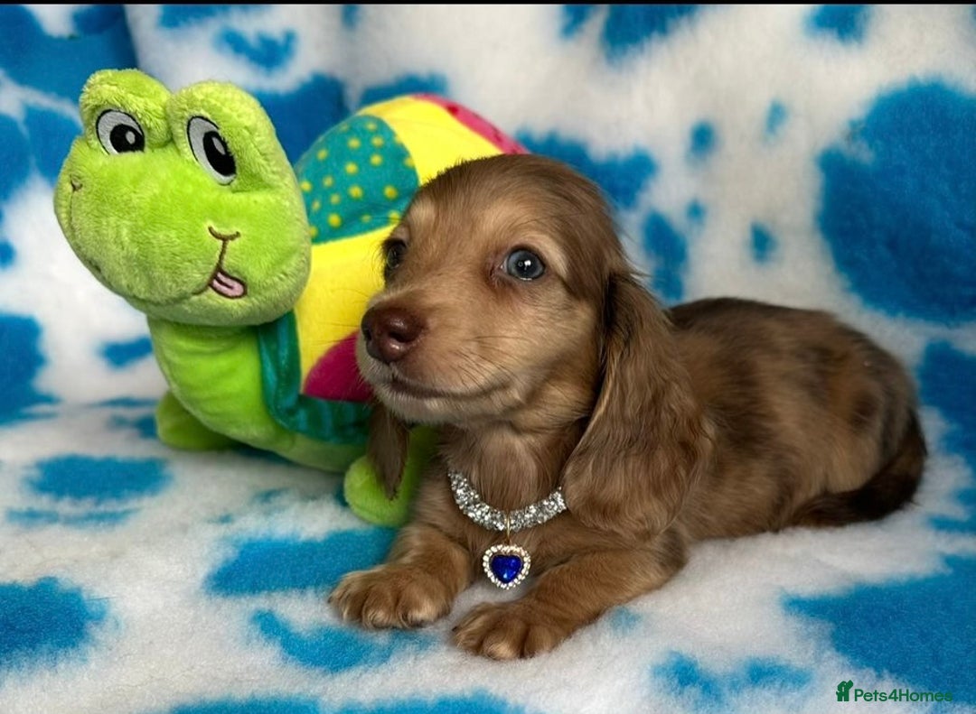 Miniature Dachshund dogs for sale: Beautiful mini long haired pups available  - Image 2