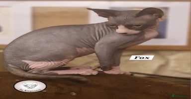 Sphynx cats in Aldershot - Advert 2