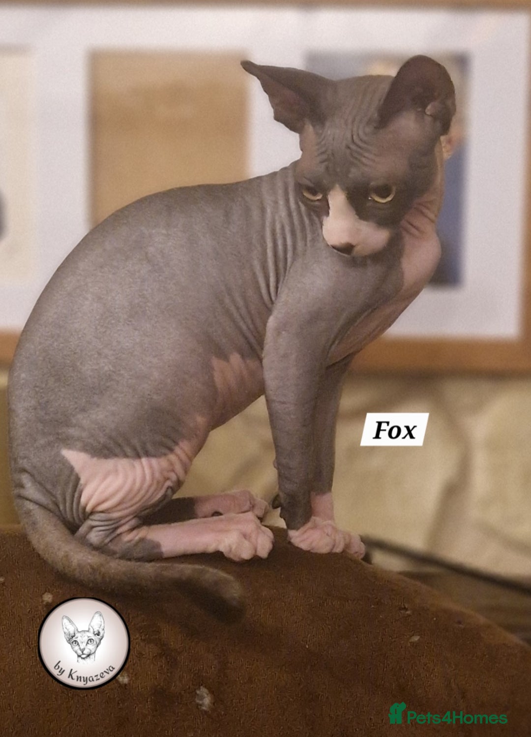 Sphynx cats for sale: Canadian Sphynx beautiful kittens 😸  in Aldershot - Image 5