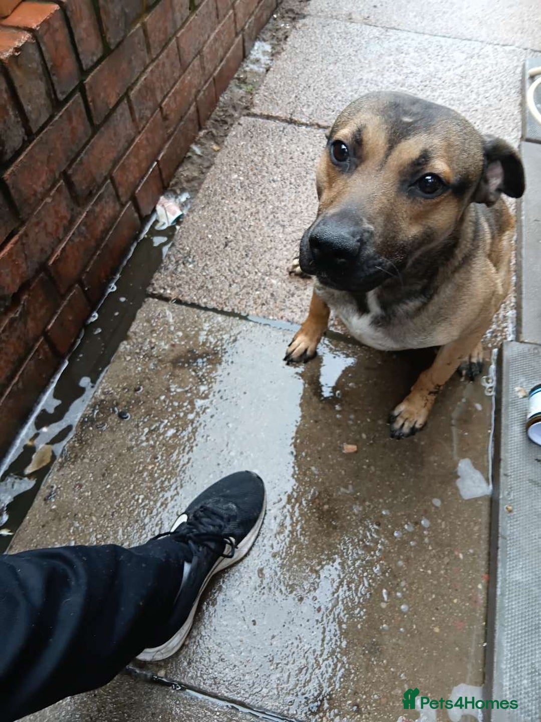Mixed Breed dogs for sale: Male staffie cross cane corso - Image 6