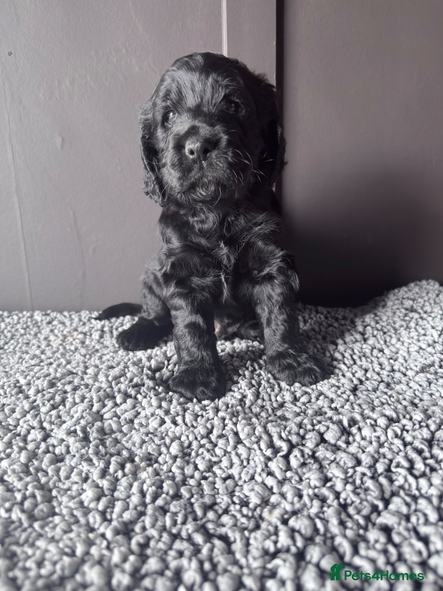 Cockapoo Puppy 5