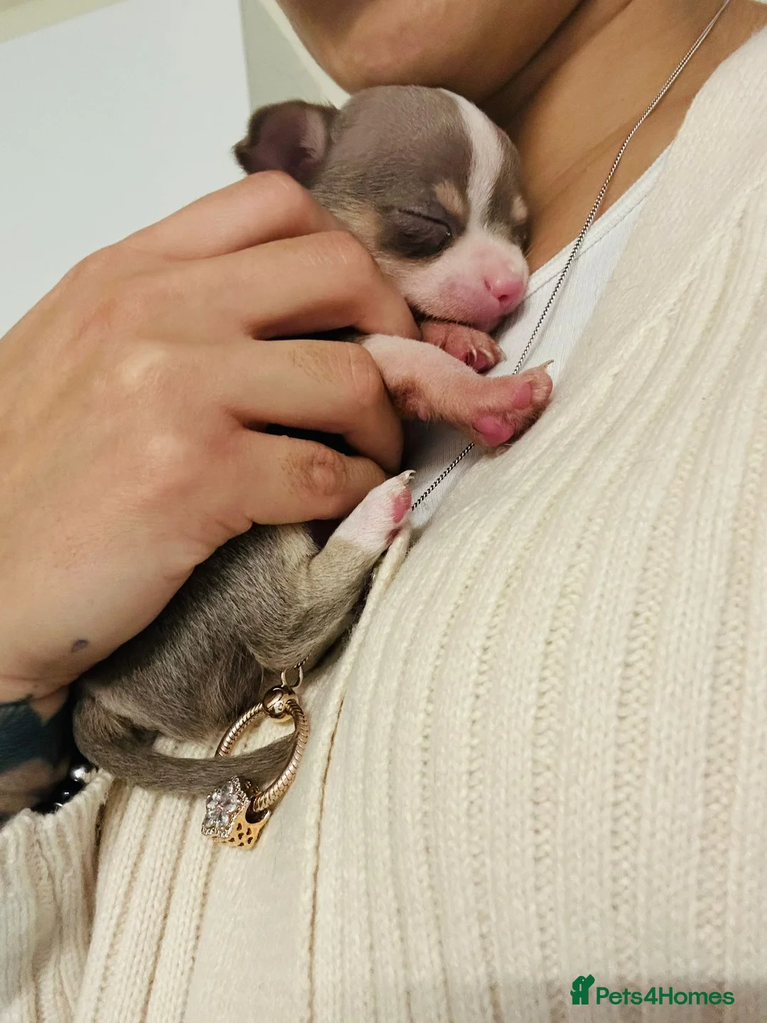 Chihuahua dogs for stud: Micro Chihuahua Stud Cream Fawn - With Clinic in Milton Keynes - Advert 7