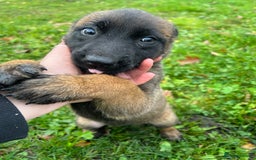 Mixed Breed dogs for sale: Belgian Malinois Puppies  - Image 7