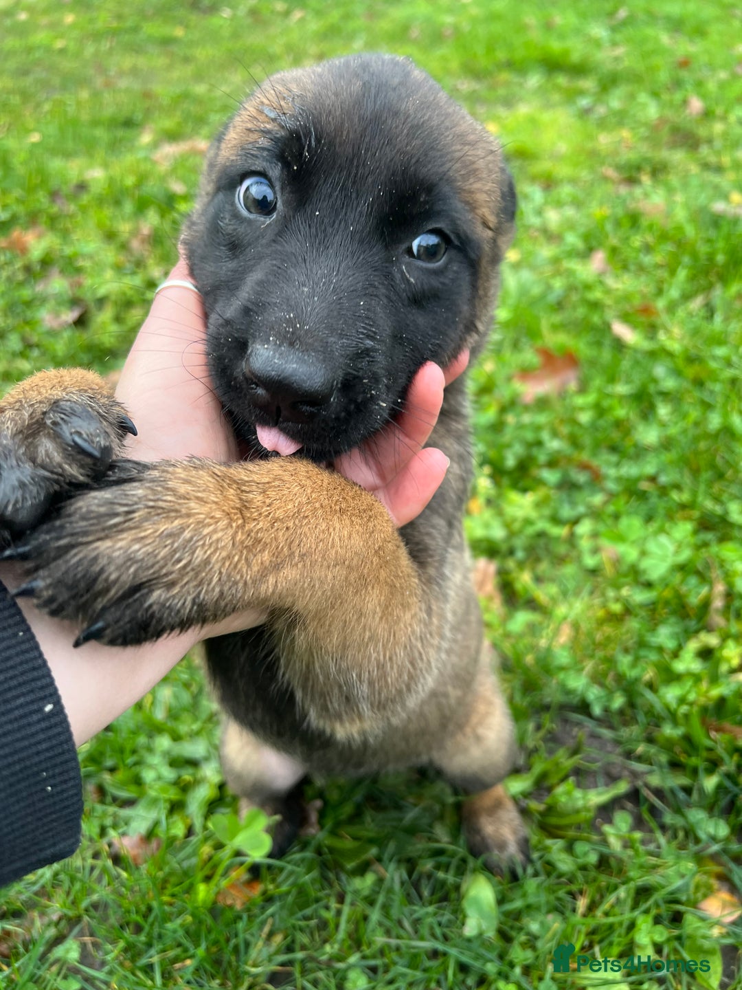 Mixed Breed dogs for sale: Belgian Malinois Puppies  - Image 7