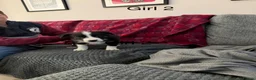 Border Collie dogs for sale: Border collie  - Advert 9
