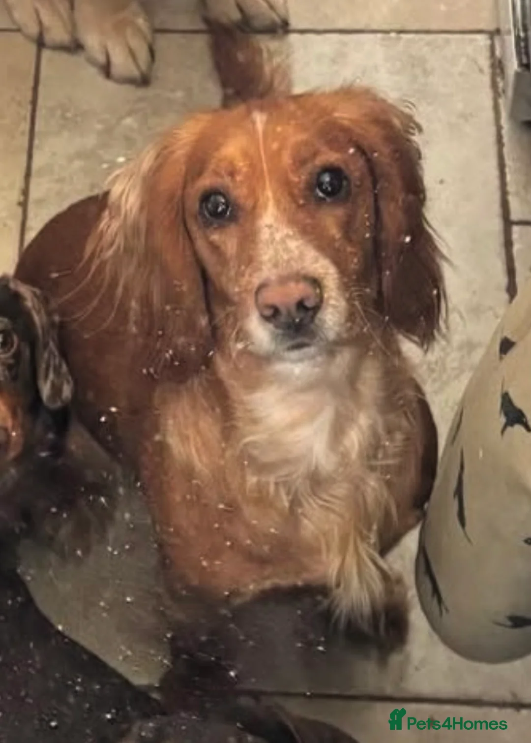Cocker Spaniel dogs for sale: Beautiful 3 year old Working Cocker Spaniel Bitch - Advert 1