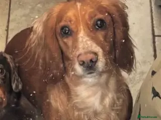 Cocker Spaniel dogs Beautiful 3 year old Working Cocker Spaniel Bitch - Advert 2