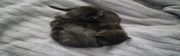 Mixed Breed cats for sale: 8 week old black half maine coone half tabby in Welwyn Garden City - Advert 13