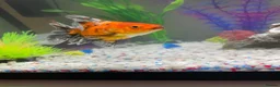 Fancy Goldfish fish for sale: 3 goldfish and tank in Felixstowe - Advert 7