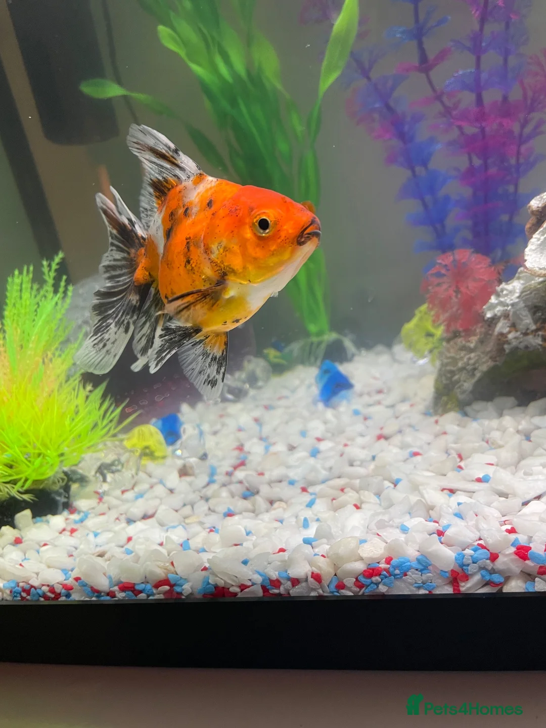Fancy Goldfish fish for sale: 3 goldfish and tank in Felixstowe - Advert 7