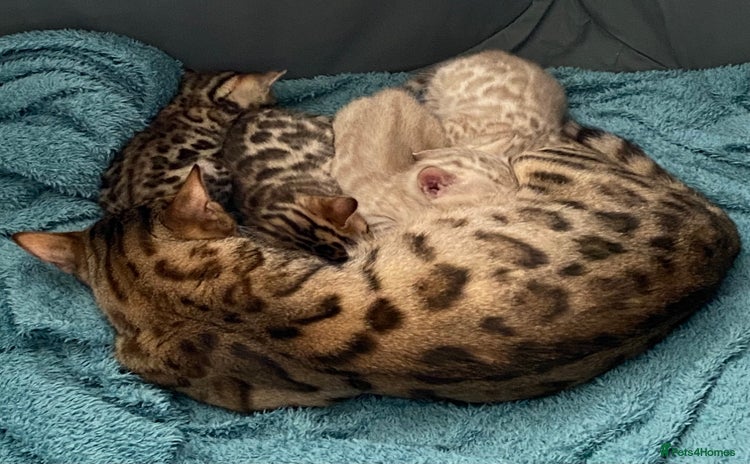 Bengal cats - Advert 2