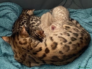 Bengal cats Bengal kittens - Advert 5