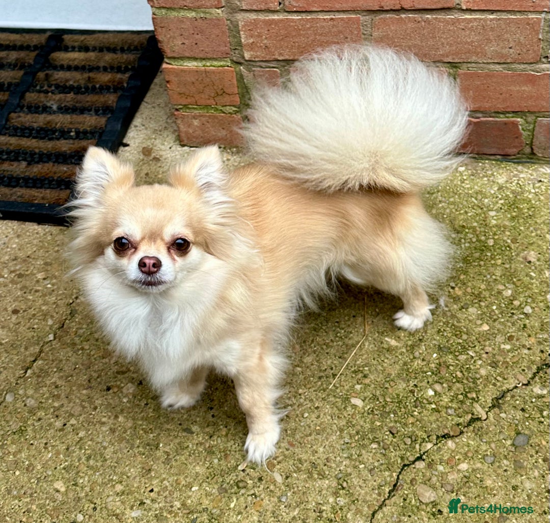 Chihuahua dogs for sale: Stunning KC registered long coat chihuahuas boys - Image 17