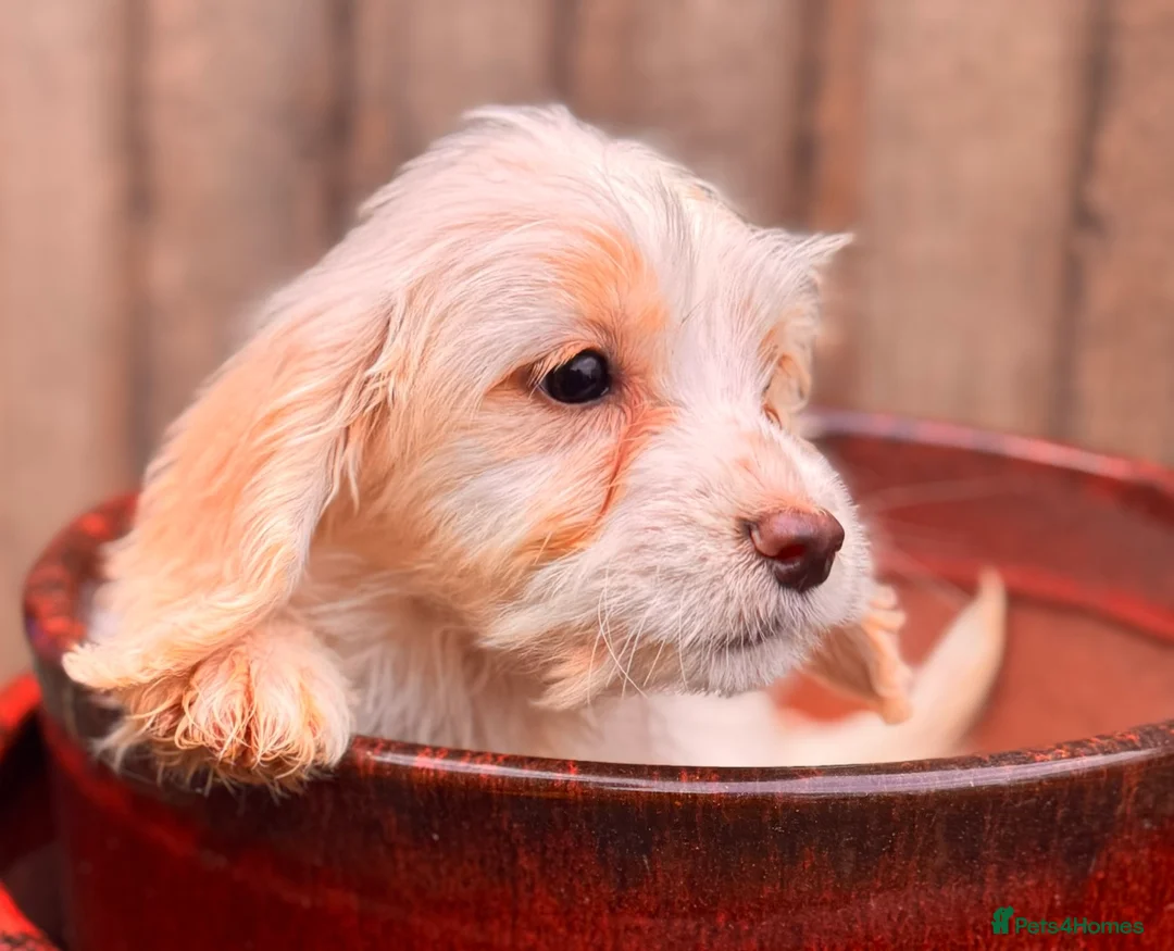 Cockapoo dogs for sale: Cocker spaniel x cockapoo puppies  in Leicester - Advert 9