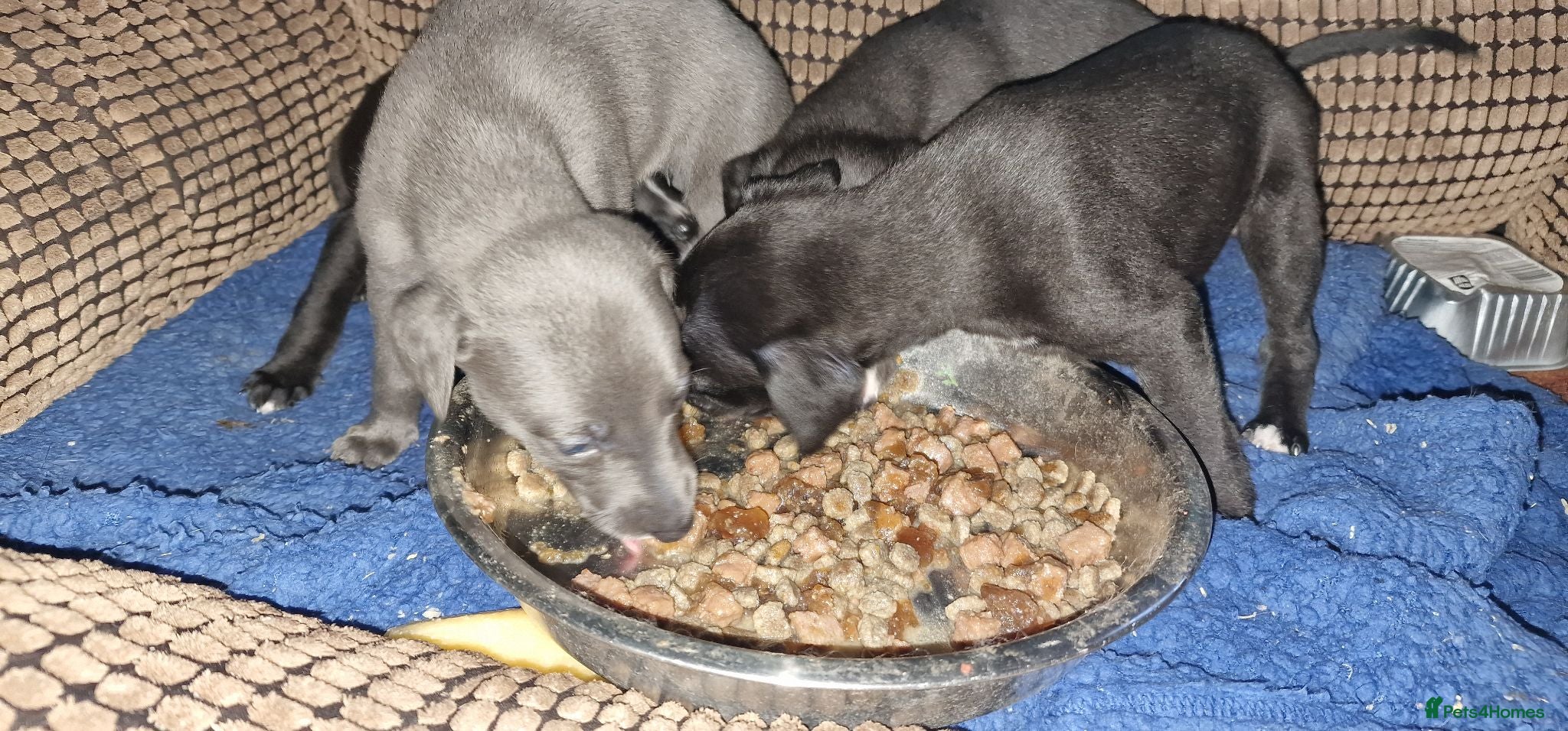 Whippet dogs Whippet puppies ready to reserve - Advert 8