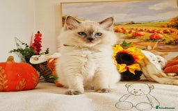 Ragdoll cats for sale: GCCF Ragdoll Kittens - Outstanding!  - Image 26