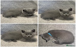 British Shorthair cats for sale: READY NOW 😻Pedigree BSH with perks in Swindon - Image 26