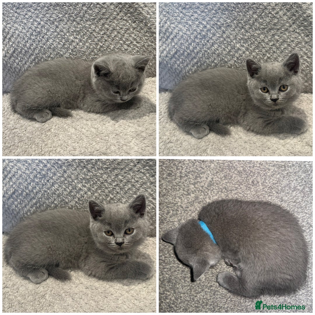 British Shorthair cats for sale: READY NOW 😻Pedigree BSH with perks in Swindon - Image 26