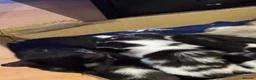 American Shorthair cats for sale: Little baby kitten  in Chatham - Advert 5