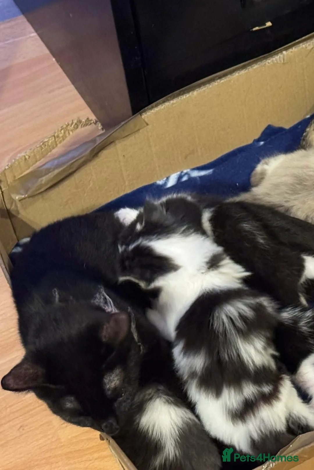 American Shorthair cats for sale: Little baby kitten  in Chatham - Advert 5