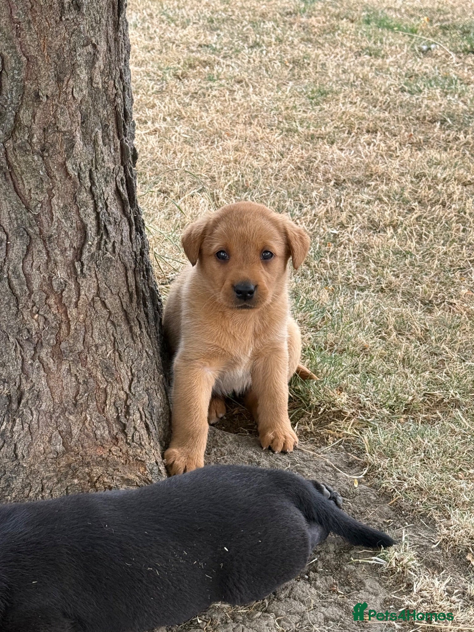 Labrador Retriever dogs 🖤🧡Fantastic Chucky KC Lab Puppies - Advert 2