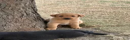 Labrador Retriever dogs for sale: 🖤🧡Fantastic Chucky KC Lab Puppies - Advert 2