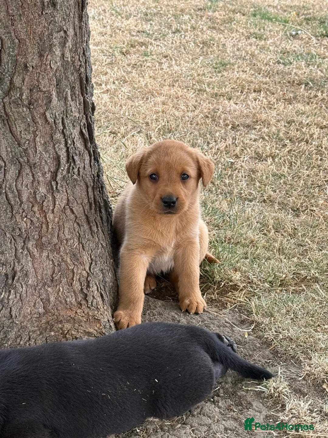 Labrador Retriever dogs for sale: 🖤🧡Fantastic Chucky KC Lab Puppies - Advert 2