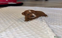 Cavapoo dogs for sale: 🐾 Tiny F1 Cavapoo Puppies – 3 Girls & 1 Boy! 🐾 - Image 21