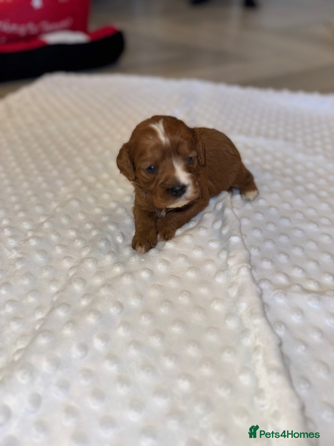 Cavapoo dogs for sale: 🐾 Tiny F1 Cavapoo Puppies – 3 Girls & 1 Boy! 🐾 - Image 21