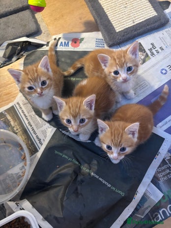 British Shorthair cats - Advert 7