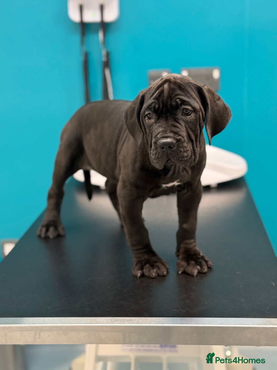 Cane Corso dogs for sale: Imp Champion Bloodline Pure Breed Cane Corso pups  - Advert 14
