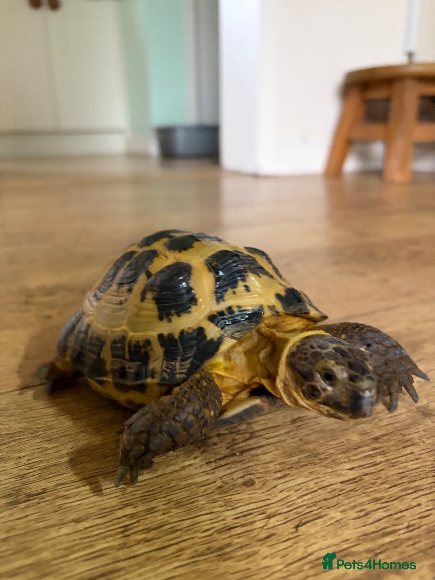 Tortoise reptiles Horsfield  - Advert 4