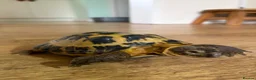 Tortoise reptiles for sale: Horsfield  in Barnoldswick - Advert 1