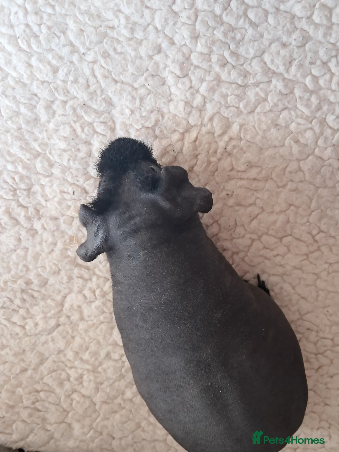 Guinea Pig rodents for sale: BEAUTIFUL SKINNY PIGS in Truro - Advert 2