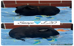 Guinea Pig rodents for sale: Guinea pig boars  - Image 34