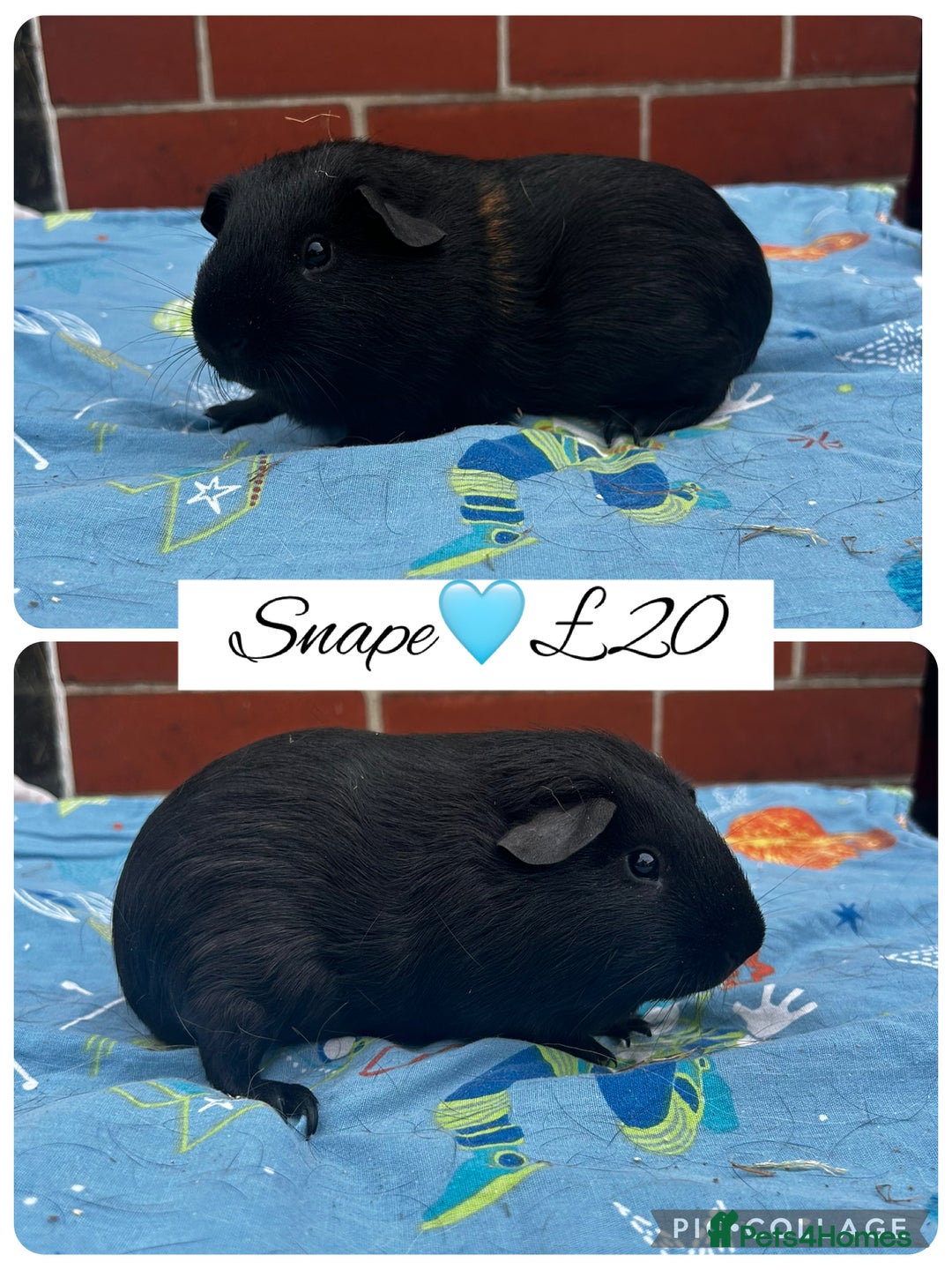 Guinea Pig rodents for sale: Guinea pig boars  - Image 34