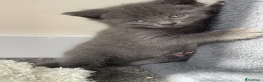 Shorthaired female