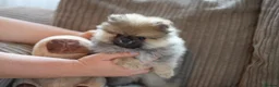 Pomeranian dogs for sale: Four small cute pups  - Advert 28