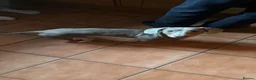 Dachshund dogs for sale: Dachshund  - Advert 10