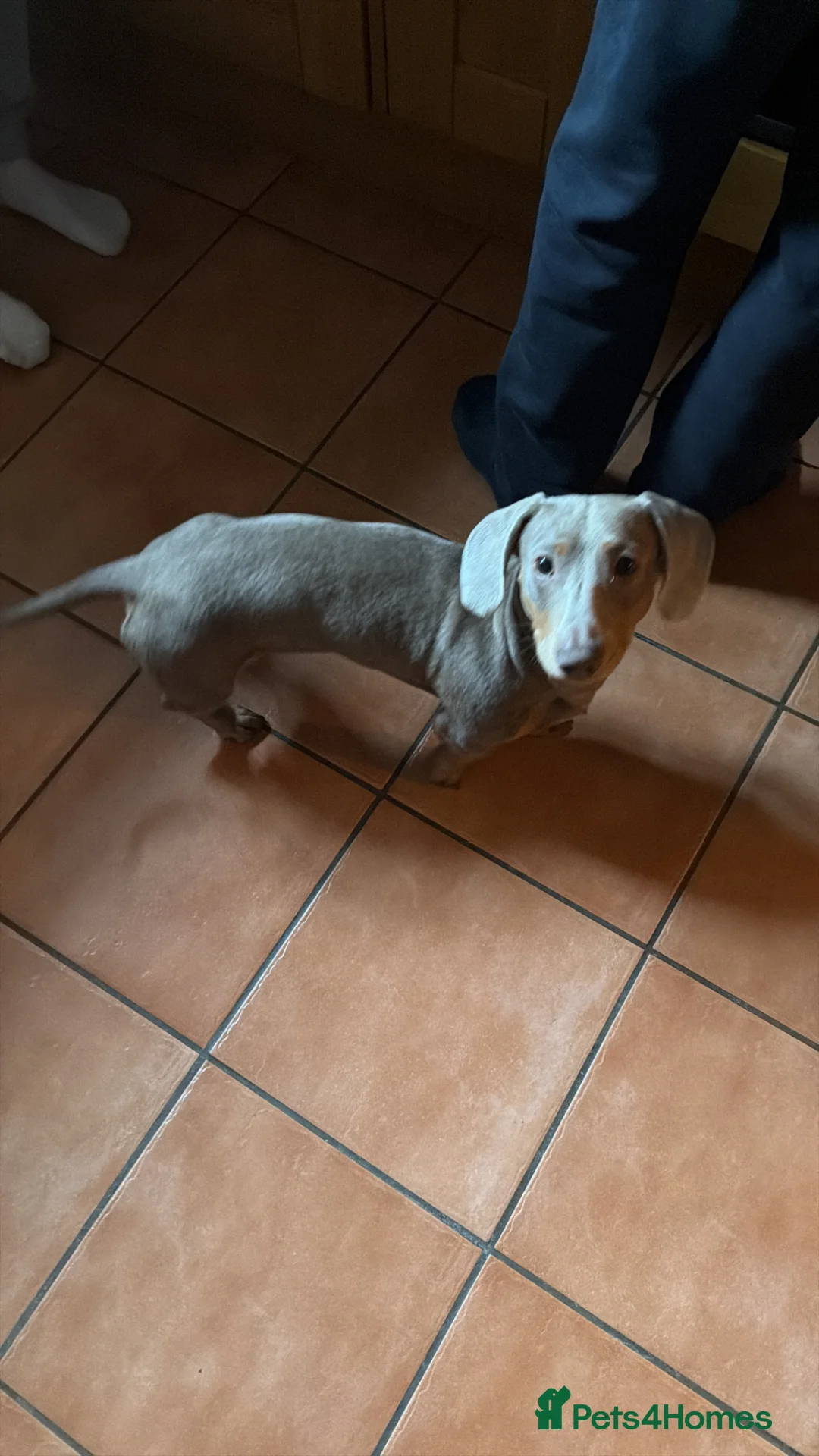 Dachshund dogs for sale: Dachshund  - Advert 10