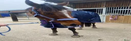 Irish Thoroughbred horses for sale: 16hh 5year old tb bay friendliest horse around  - Advert 2