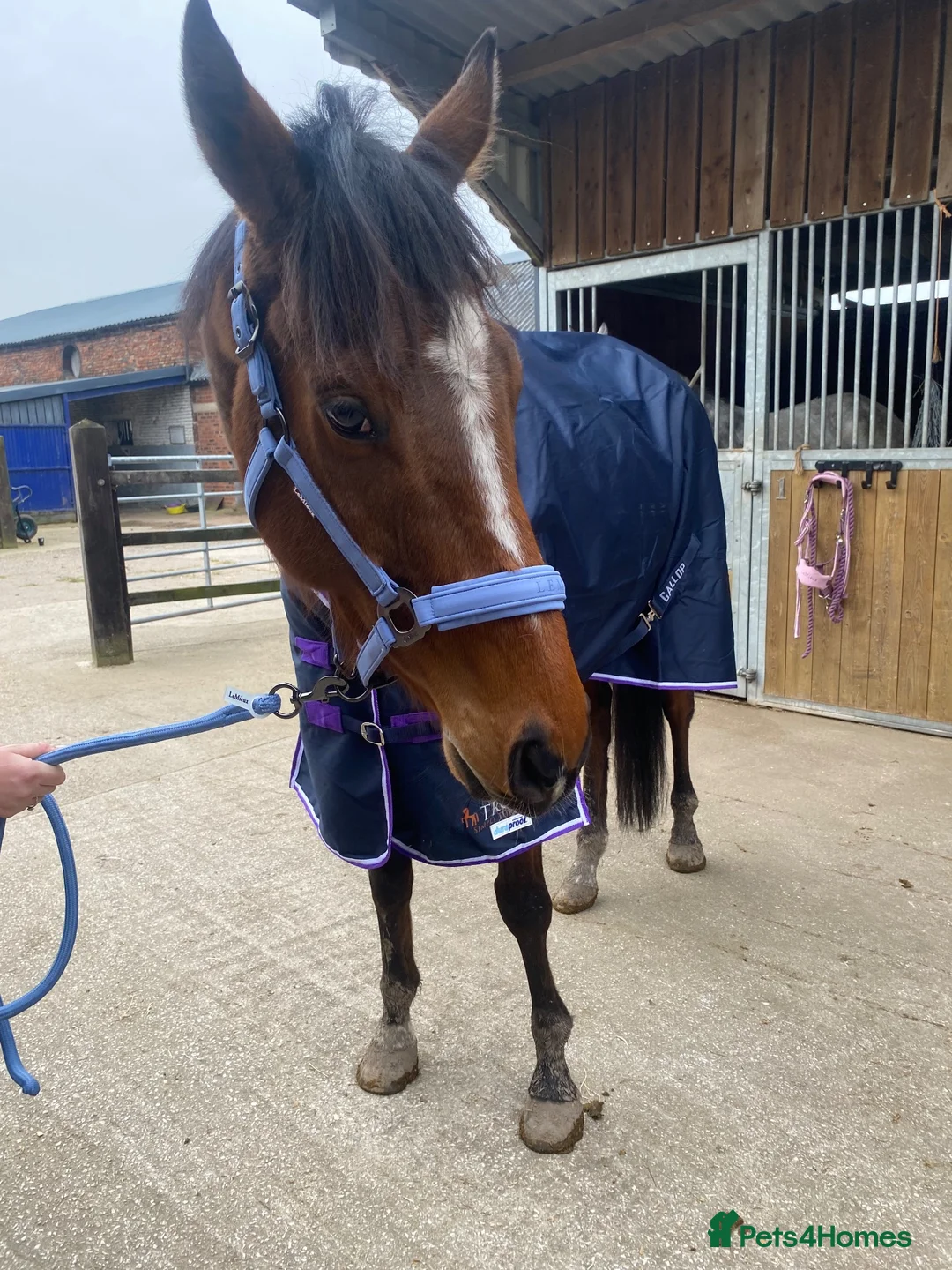 Irish Thoroughbred horses for sale: 16hh 5year old tb bay friendliest horse around  - Advert 2