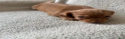 Cocker Spaniel dogs for sale: Kc registered workingline cocker spaniels  - Advert 9