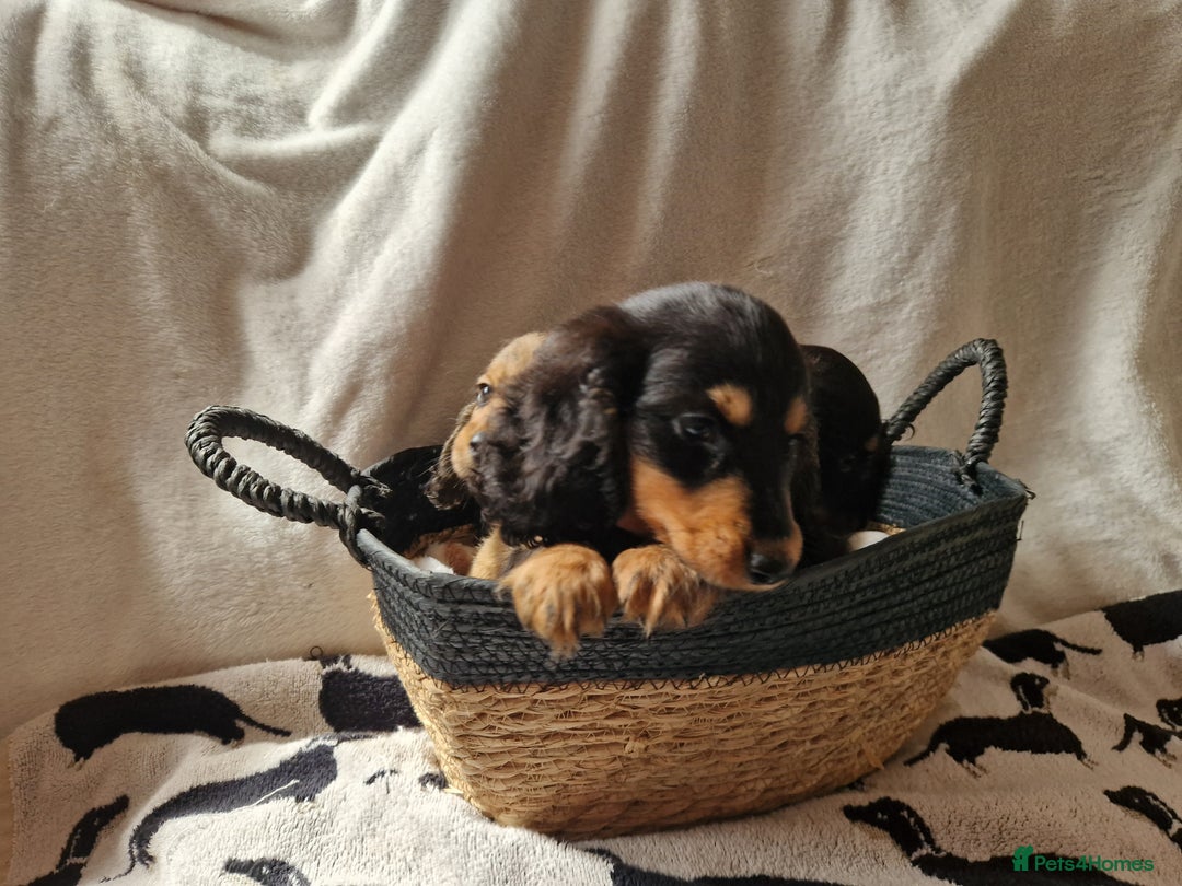 Miniature Dachshund dogs for sale: **READY ** KC REG LONG HAIR MINIATURE DACHSHUNDS - Image 5