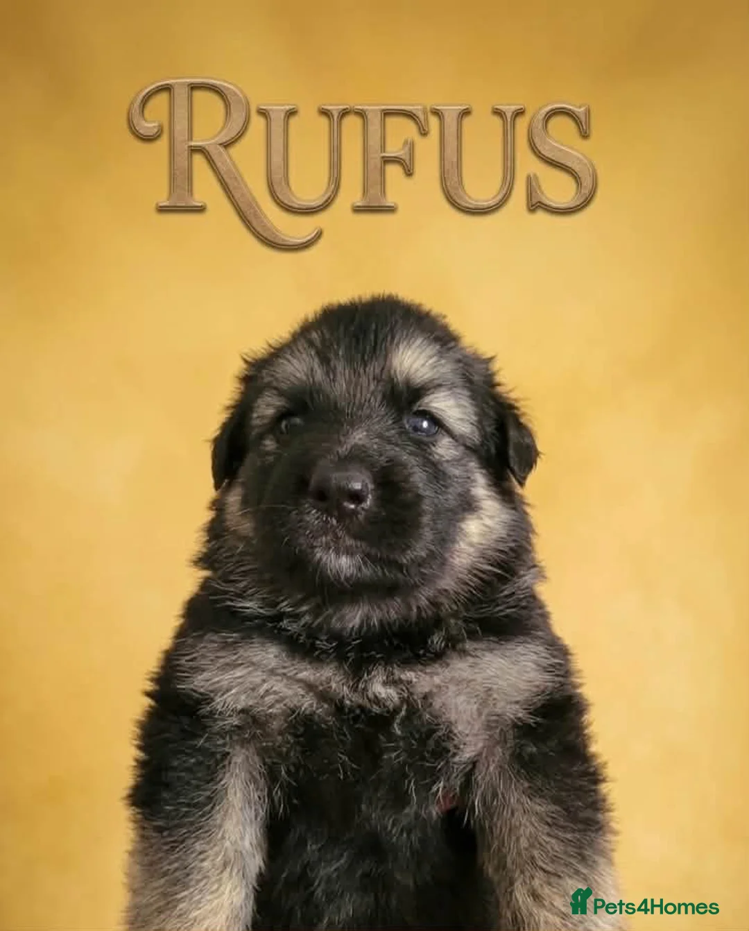 German Shepherd dogs for sale: 8 chunky long haired German shepherds puppies - Advert 2