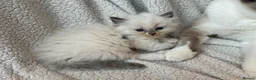 Ragdoll cats for sale: Gorgeous Ragdoll kittens - Advert 11