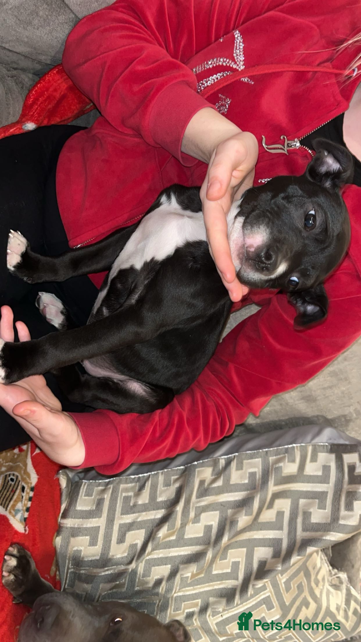 Mixed Breed dogs Male puppy  - Advert 1